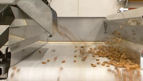 almond nuts fly on the sorting belt in a food factory