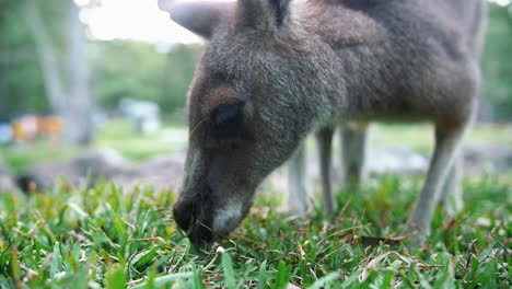 bebé wallaby pastando en pastos verdes durante el día