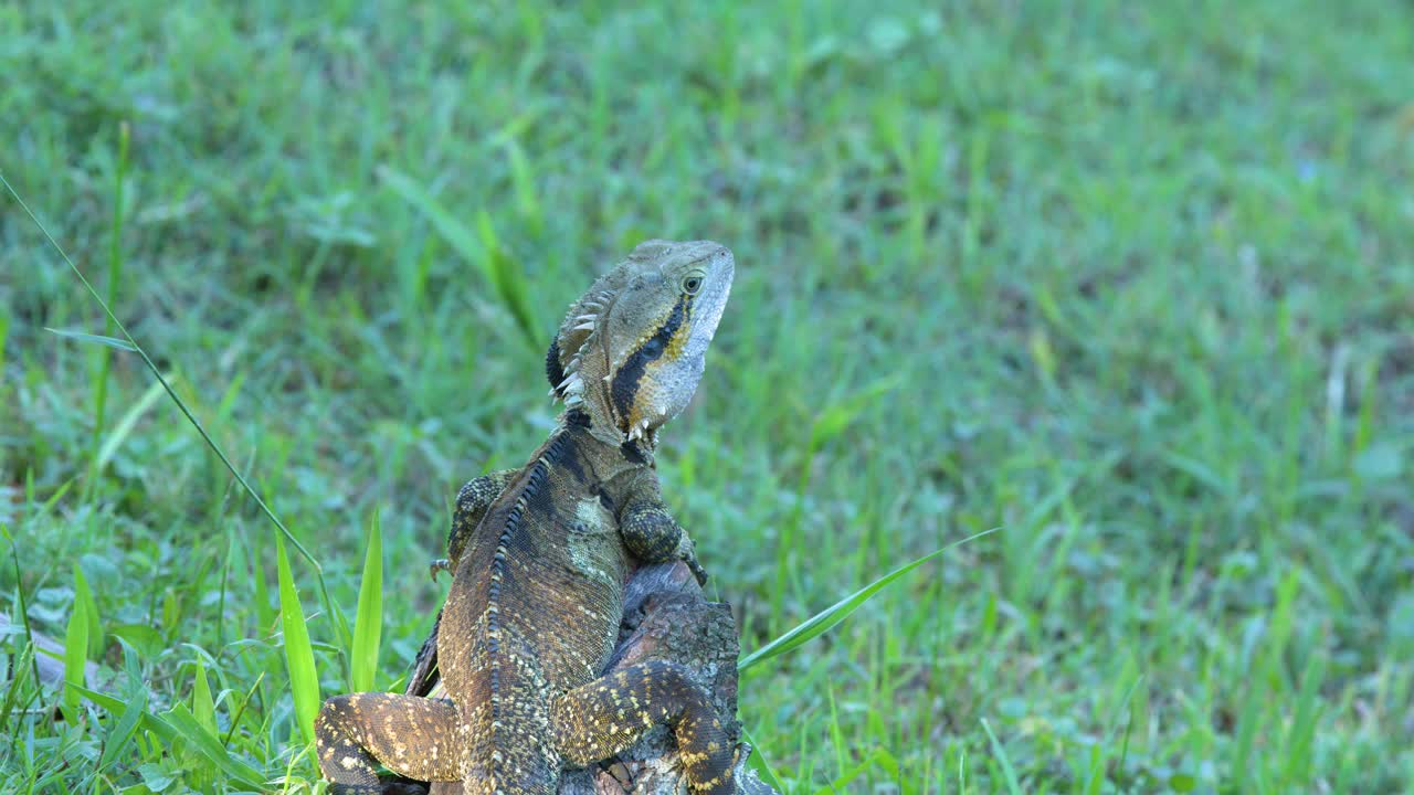 A medium shot of an Australian water dragon lizard sitting still on a rock