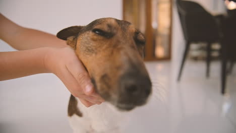 niño toma a su perro con las manos y lo acerca a la cámara 1