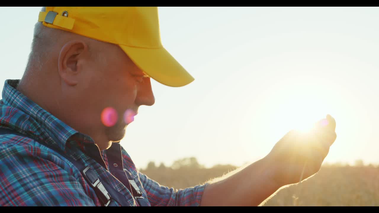 Farmer Inspecting Wheat at Sunset