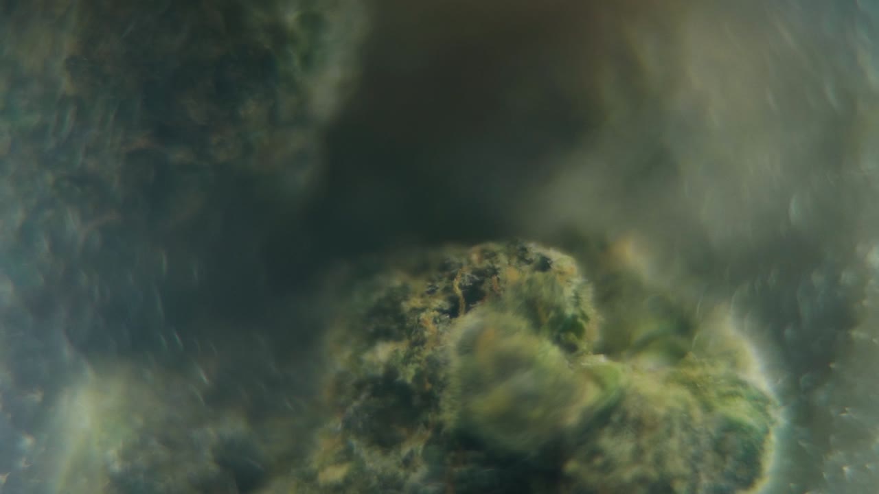 macro girando video suave de una planta de cannabis, cepas híbridas, sativa en un vaso transparente, flor de marihuana, cámara lenta 120 fps, iluminación de estudio, profundidad de campo mágica