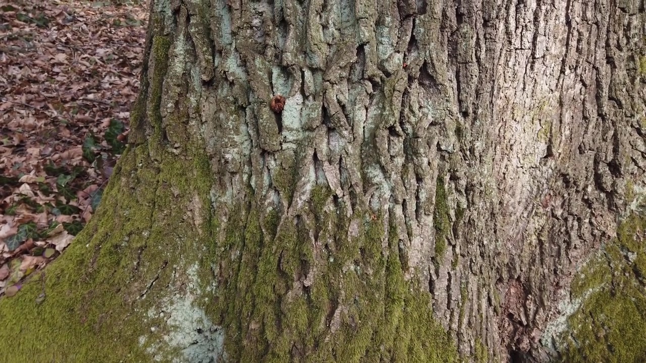 Moss on a tree. Shooting of the trunk and bark of the tree.