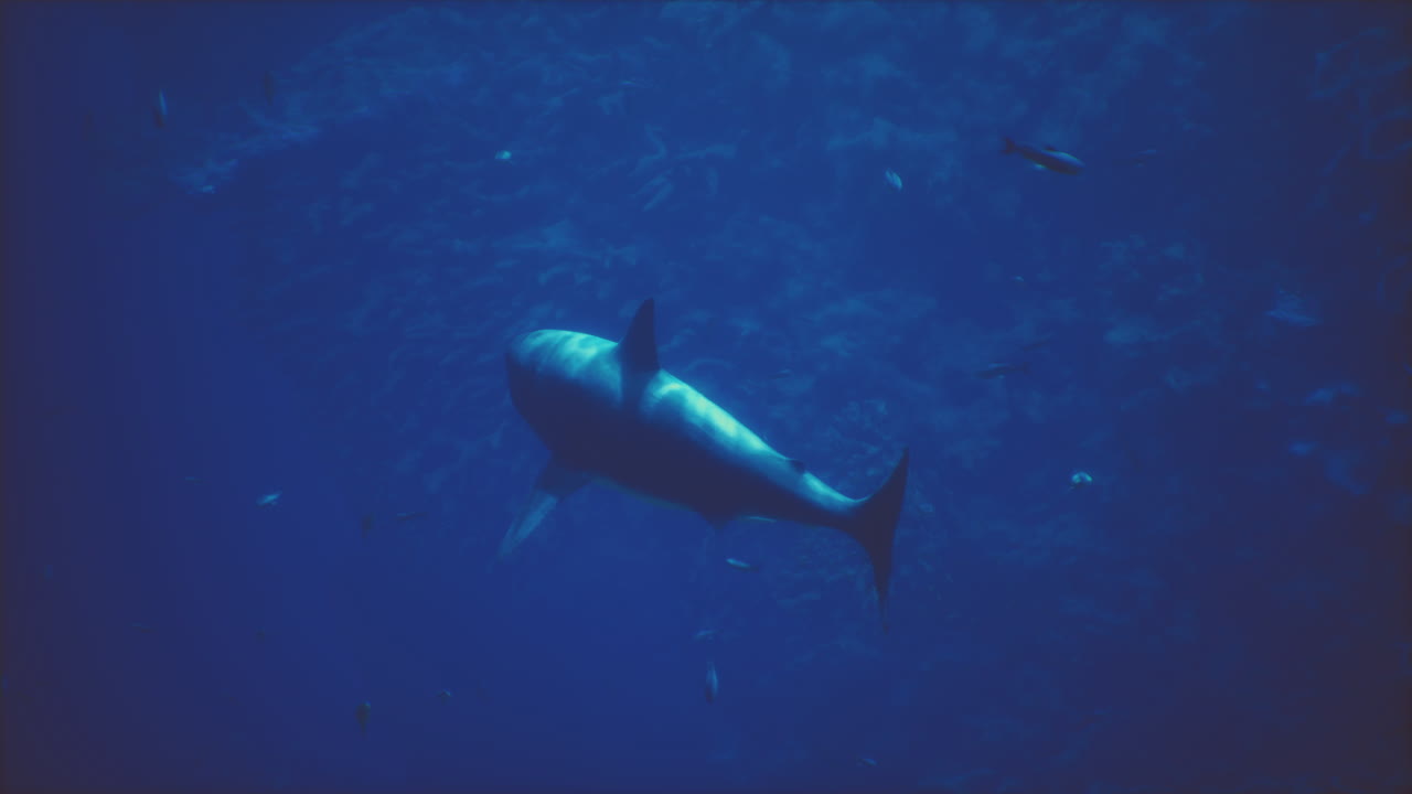 tiburón nadando en el océano