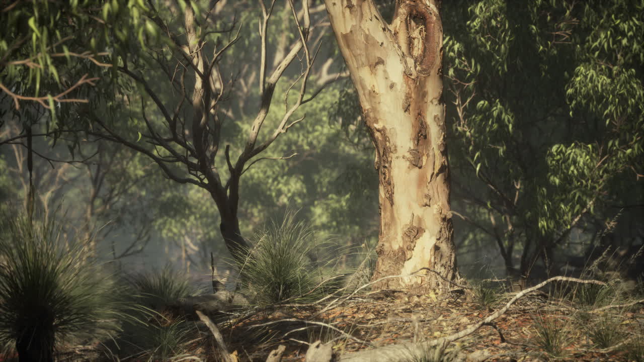 앙고포라와 유칼립투스 숲을 가로지르는  ⁇ 길