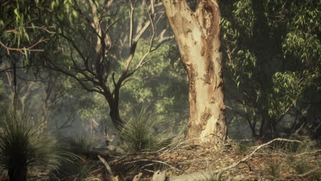 dirt track through angophora and eucalyptus forest