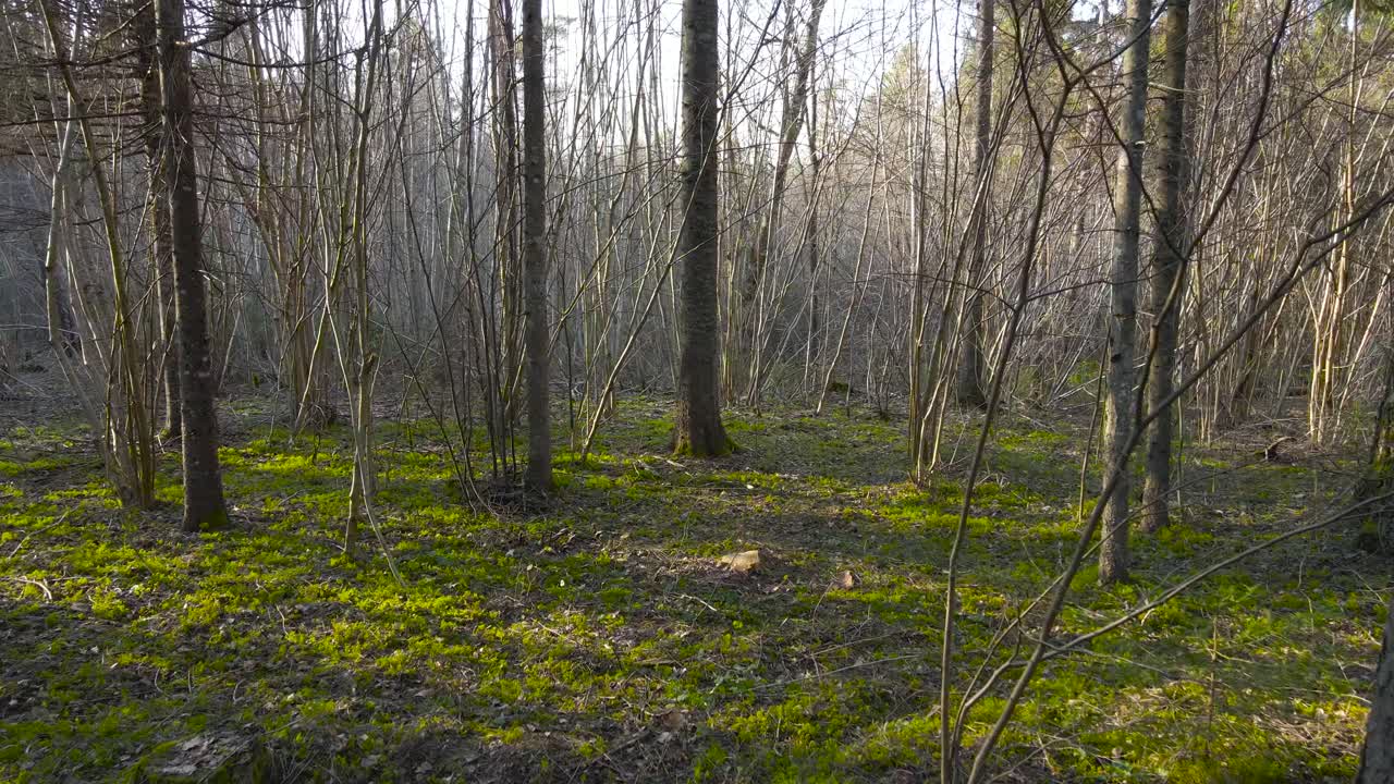 Gorgeous spring or autumn forest with pine trees and leafless birch trees while the sun shines and creates shadows on the green moss overed ground. footage moves over a used fireplace with gray ashes.