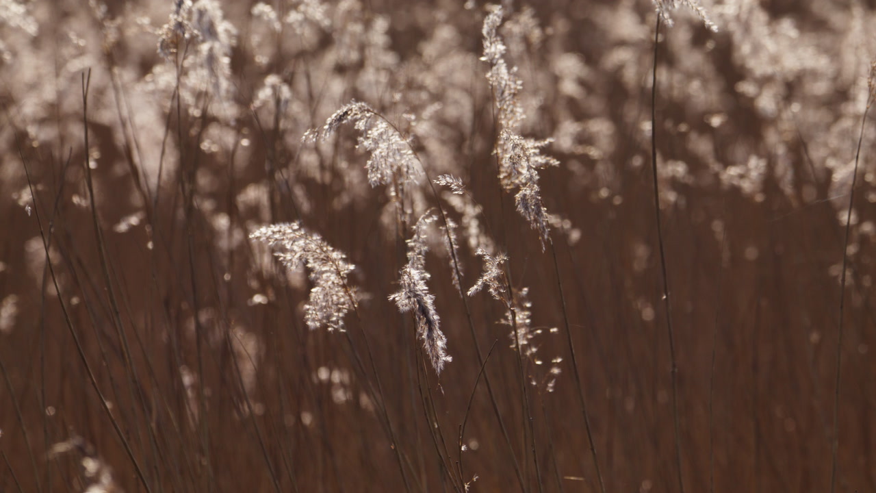Brown reeds with soft feathery flower clusters in wetland sway in gentle breeze
