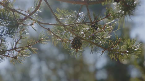 close-up slow motion shot of a pine cone growing on a pine tree branch