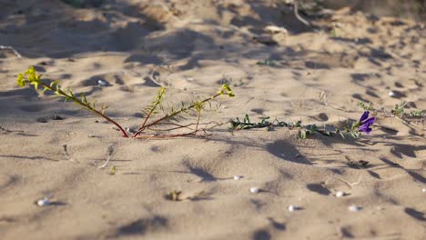 Eine-Frühlingsblume,-Die-Im-Sand-Am-Strand-Wächst-Oder-In-Einer-Wüste,-Die-Unter-Rauen-Bedingungen-Ums-Überleben-Kämpft