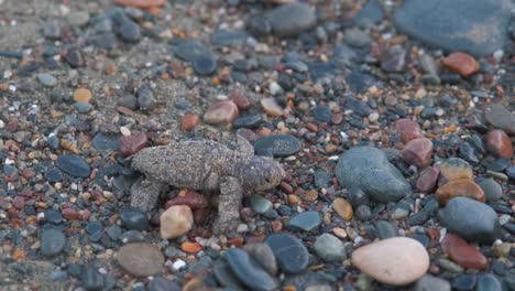 close-up of a sand covered baby carreta caretta loggerhead turtle, crawling over beach pebbles after just hatching and trying to make his way to the open sea