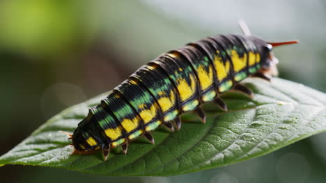 close-up of a colorful caterpillar on a leaf