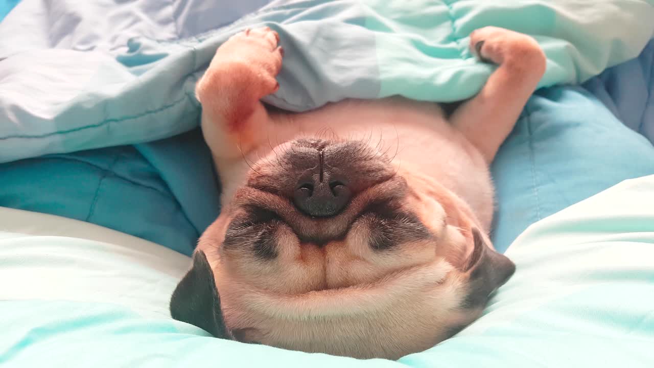 귀여운 pug 개는 침대에서 잠을 자고, 담요로 감싸고 게으른 시간에 snore