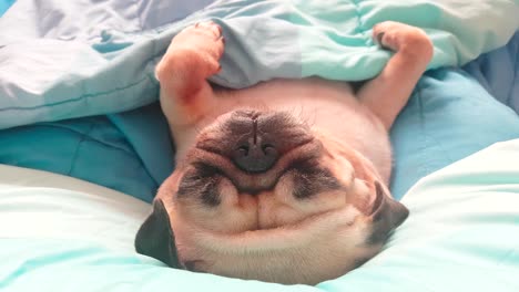 cute pug dog sleep rest in the bed, wrap with blanket and snore in the lazy time