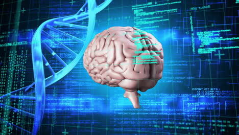 animazione del cervello digitale e del filo di dna sull'elaborazione dei dati su sfondo nero