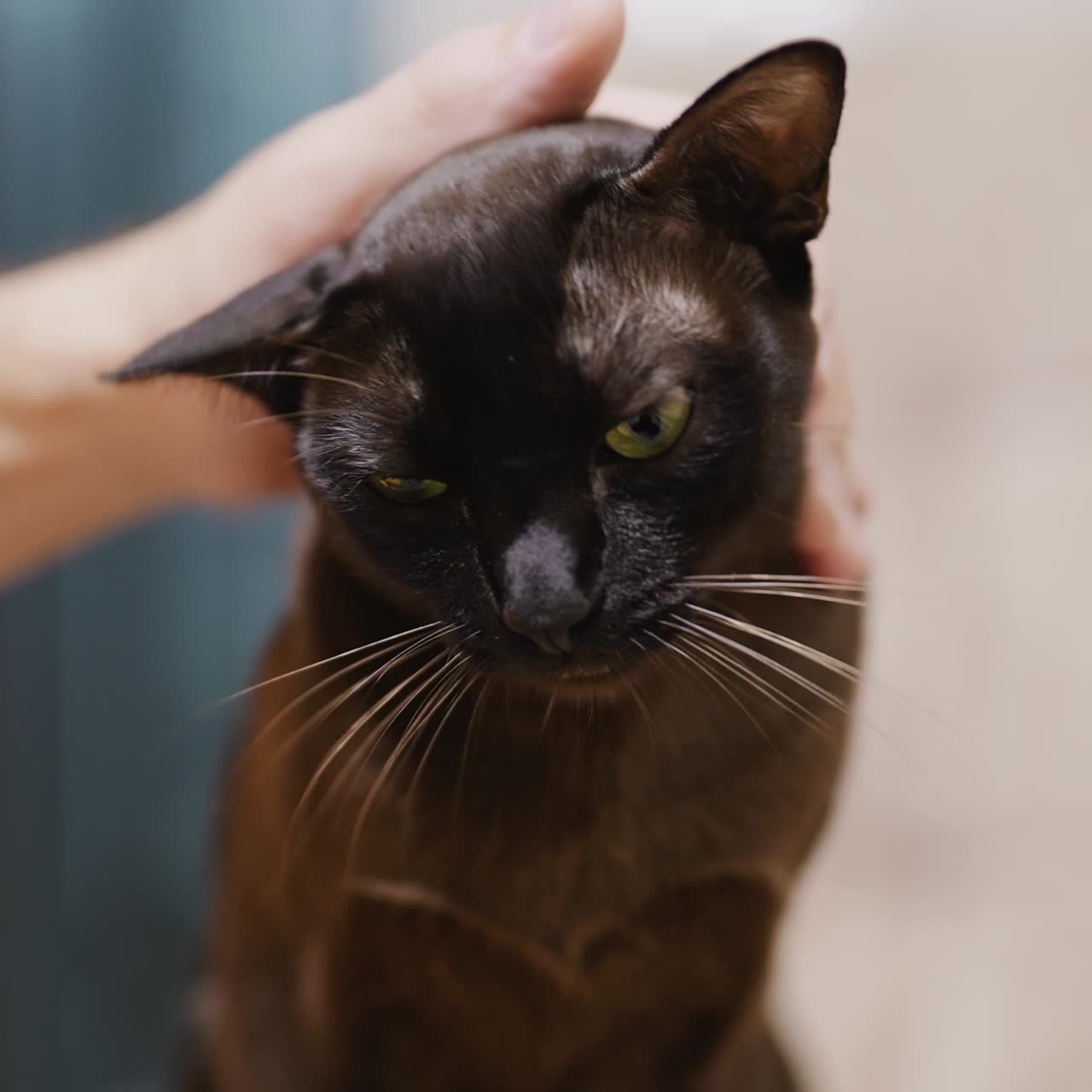 Bellissimo gatto nero accarezzato dal proprietario. Mano maschile che accarezza il gatto dagli occhi gialli. Primo piano.