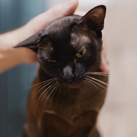 beautiful black cat being pet by the owner. male hand caressing the yellow-eyed cat. close up