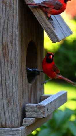 cardinal at a birdhouse