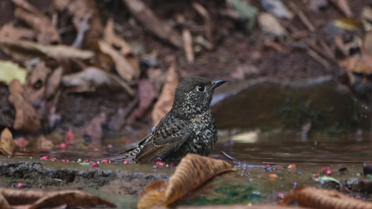 la cámara hace zoom mientras este pájaro está tomando un baño en lo profundo del bosque, el tordo de roca de garganta blanca monticola gularis, tailandia