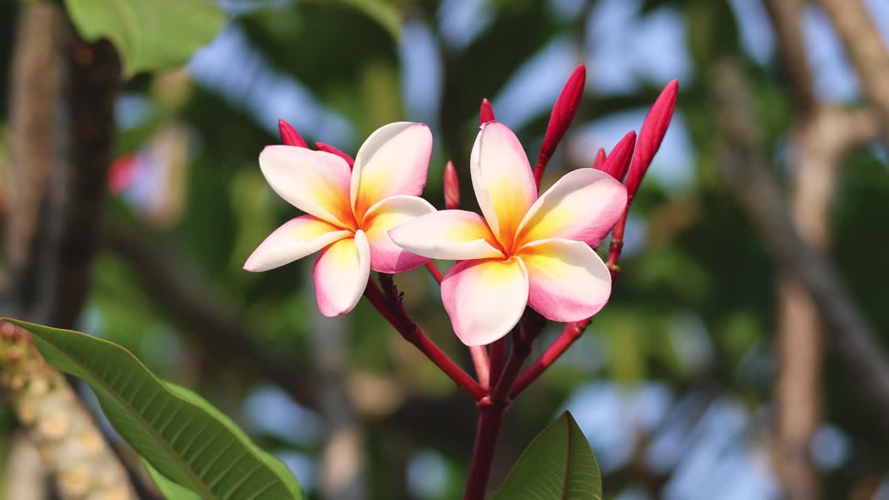 lapso de tiempo de las flores de plumeria que se abren