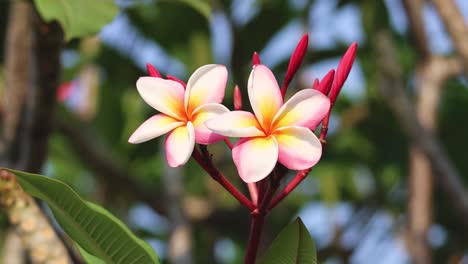 time-lapse of plumeria flowers opening up