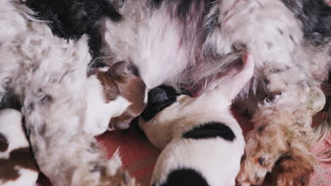 perro alimenta a sus cachorros recién nacidos