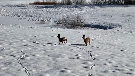 deer walking in snowy field creating tracks, peaceful winter morning