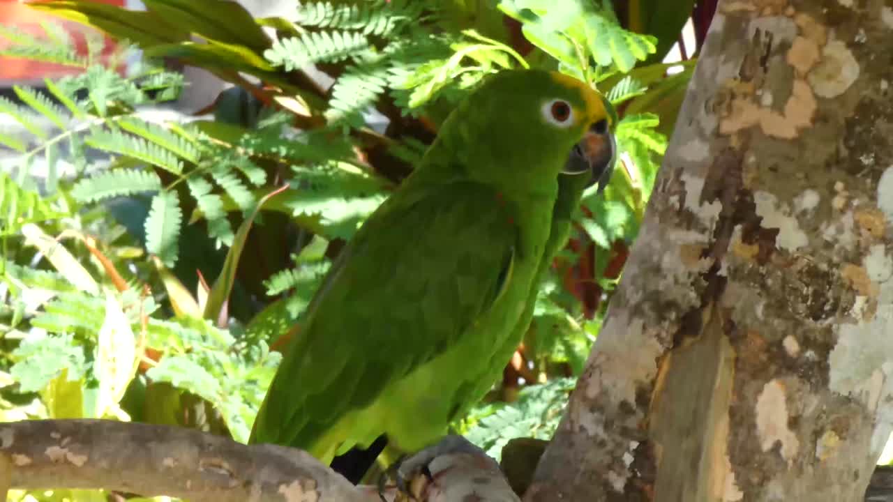 el loro amazónico de cabeza amarilla de panamá en la bahía de taino, puerto plata, república dominicana