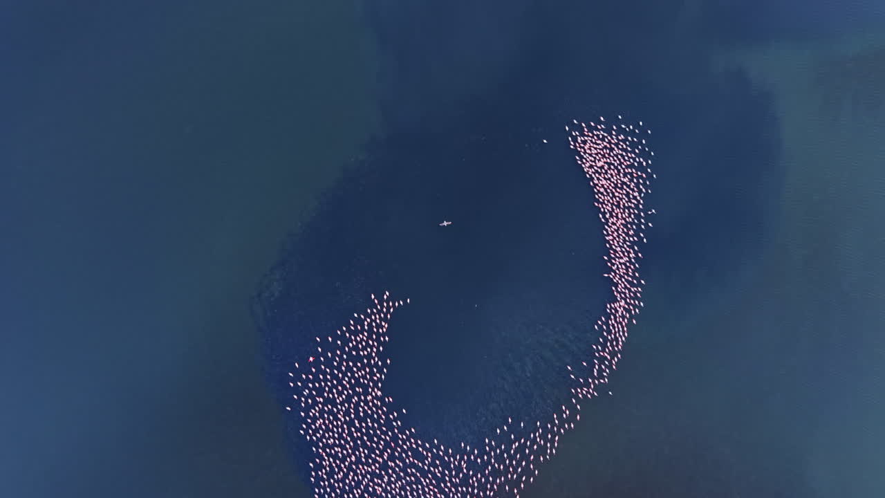 Vibrant flock of flamingos gathering in a serene water body showcasing nature's beauty at golden hour near a tranquil lagoon