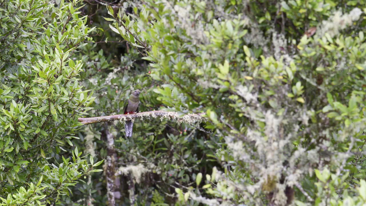 resplandecente quetzal hembra vista delantera posada en una rama y volando lejos san gerardo costa rica