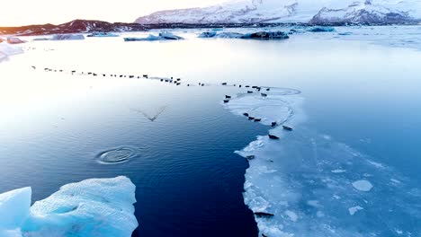 beautiful panoramic view of seals on white ice floe in iceland, under the red sunset. we can see glacier and the sky in the horizon.