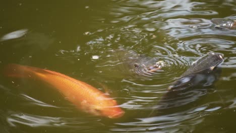 pond fishes swimming and feeding in pond water. close up, slow motion