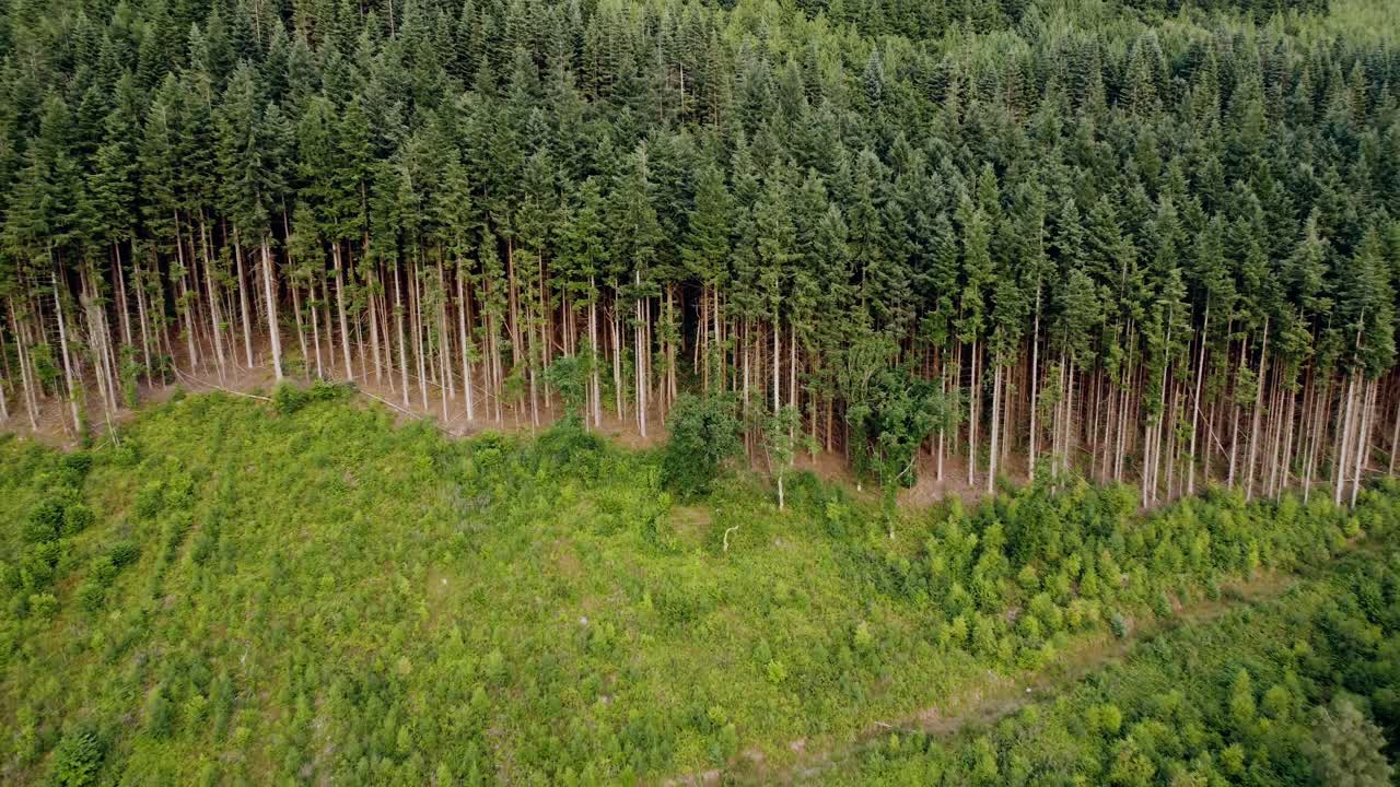 En vidvinkel droneoptagelse af en sitkagran- eller douglasgranskov. Optaget i Wales, Storbritannien, hvor kameraet trækker sig tilbage for at afsløre et bredere billede af flere træer