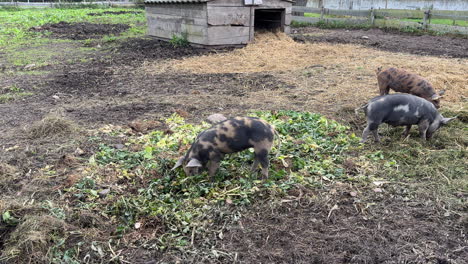 pigs eating hay in the field