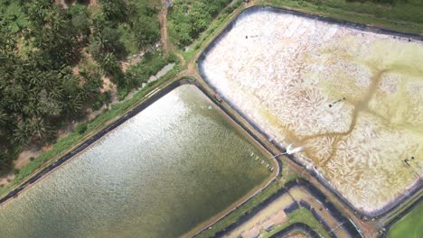 aerial drone forward dolly looking down on to industrial shrimp farming pools