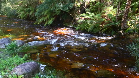 los vapores suaves y silenciosos que corren a través de la sección goudveld del bosque de knysna