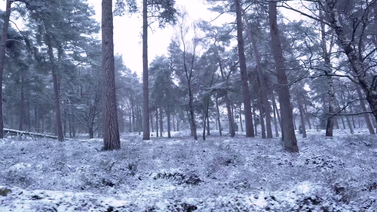 눈 덮인 겨울 숲