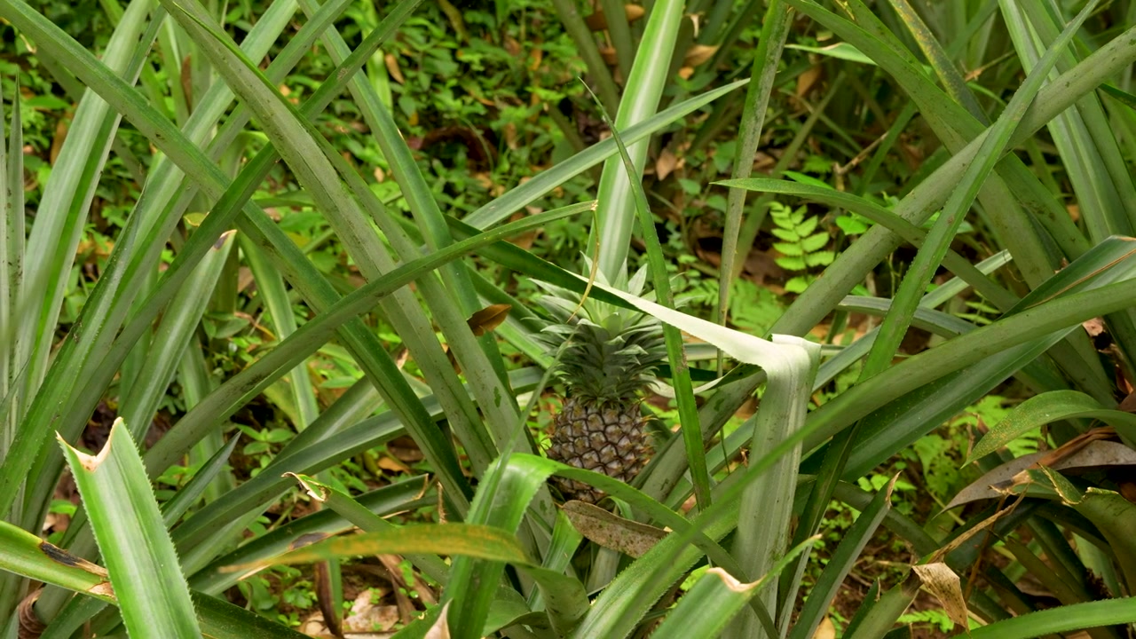 Ananas baby che cresce in un giardino di piantagioni tropicali con una vegetazione lussureggiante.