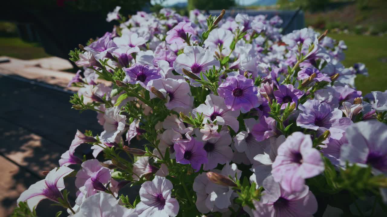 Gros plan de pétunias violets et blancs éclatants dans un jardin ensoleillé