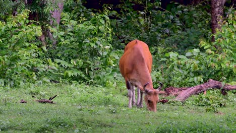 Banteng-Oder-Tembadau-Ist-Ein-Wildrind,-Das-In-Südostasien-Vorkommt-Und-In-Einigen-Ländern-Ausgestorben-Ist