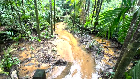 Bach-Im-Naturschutzgebiet-Windsor-Nature-Park-In-Singapur