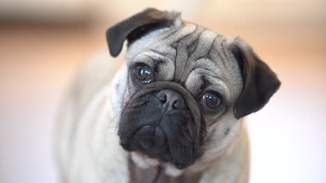 Pug-puppy-dog-close-up-head-turn