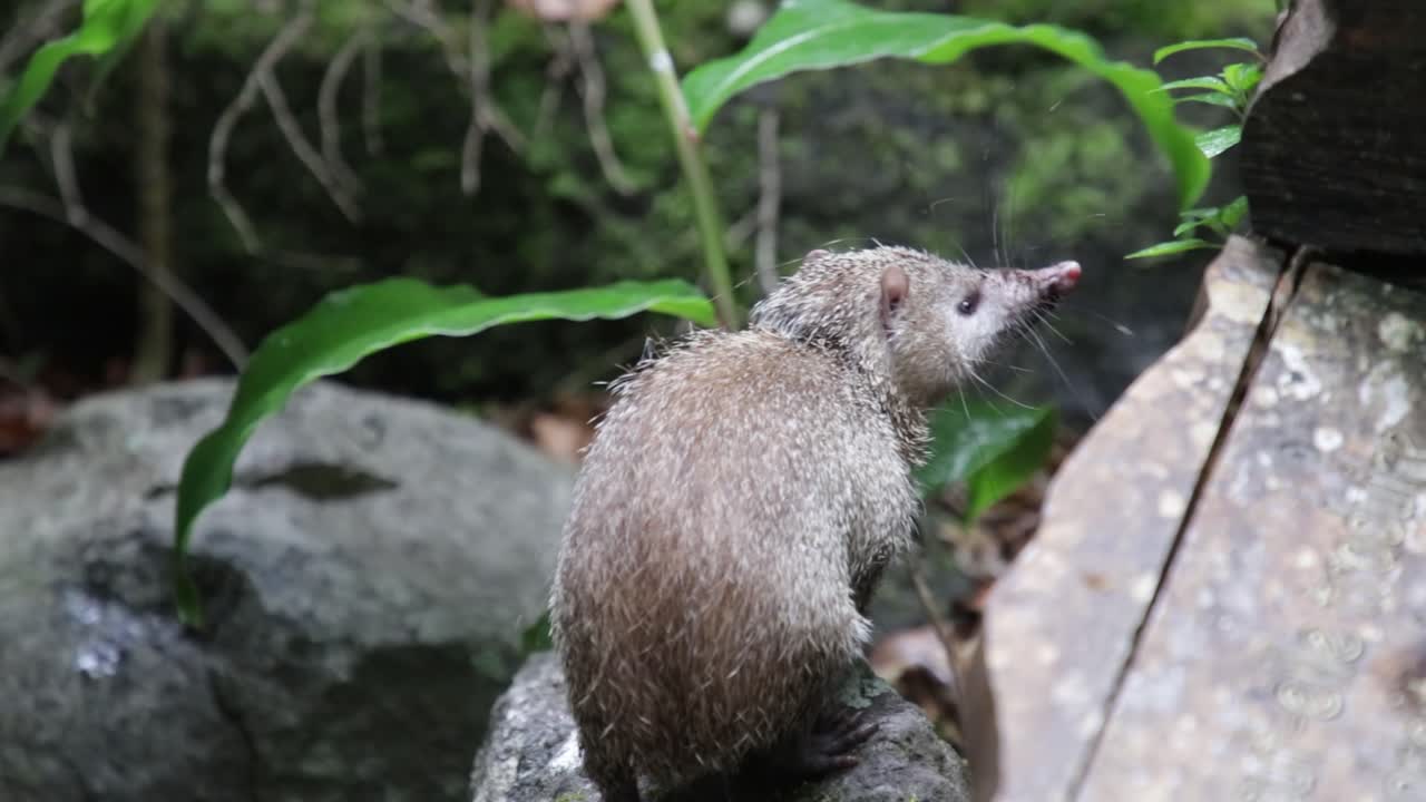 Close up of a tailless tenrec in a tropical forest, Reunion Island,