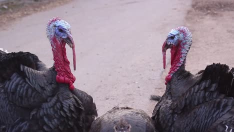 Two-turkey-parents-defending-little-chick-by-hiding-it,-handheld,-day