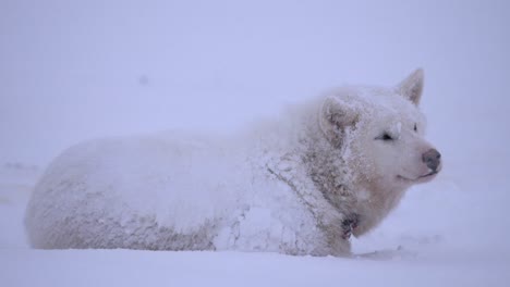 Sled-dog-covered-in-snow-watches-snowflakes-fall-in-a-snowstorm-outside-Ilulissat,-Greenland