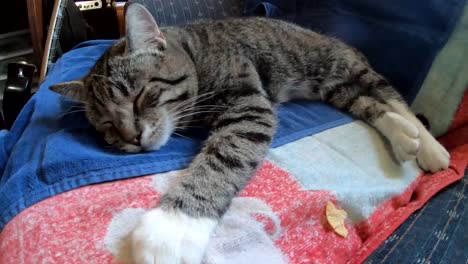 Small-tabby-cat-laying-on-the-couch-in-a-living-room-tired-sleeping