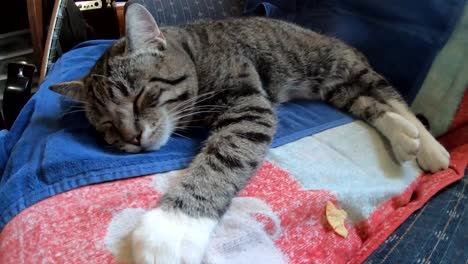 pequeño gato atigrado acostado en el sofá en una sala de estar cansado de dormir