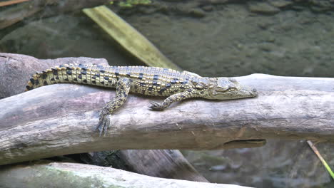 cute young freshwater crocodile relaxing on tree trunk over lake in nature,close up