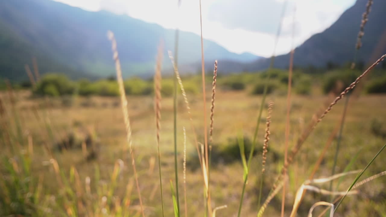 A close up shot of a Colorado plant swinging in the mountain wind.