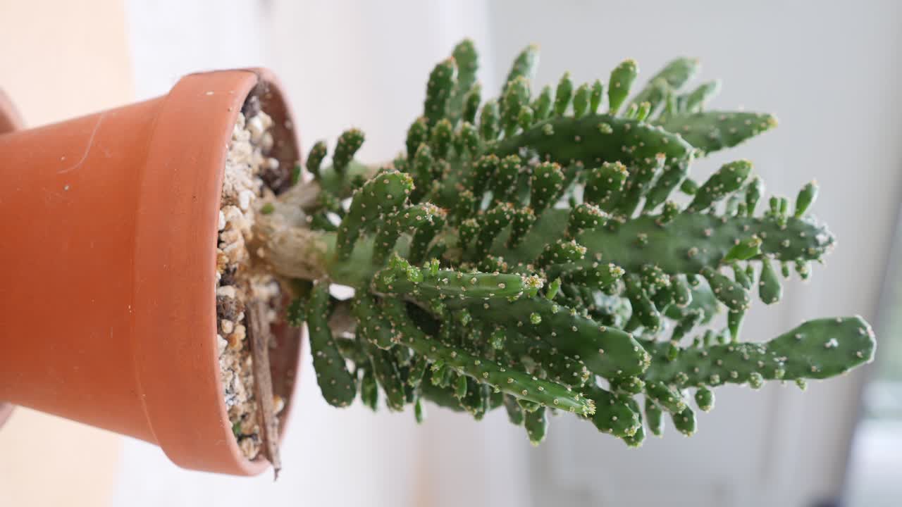 вертикальное видео